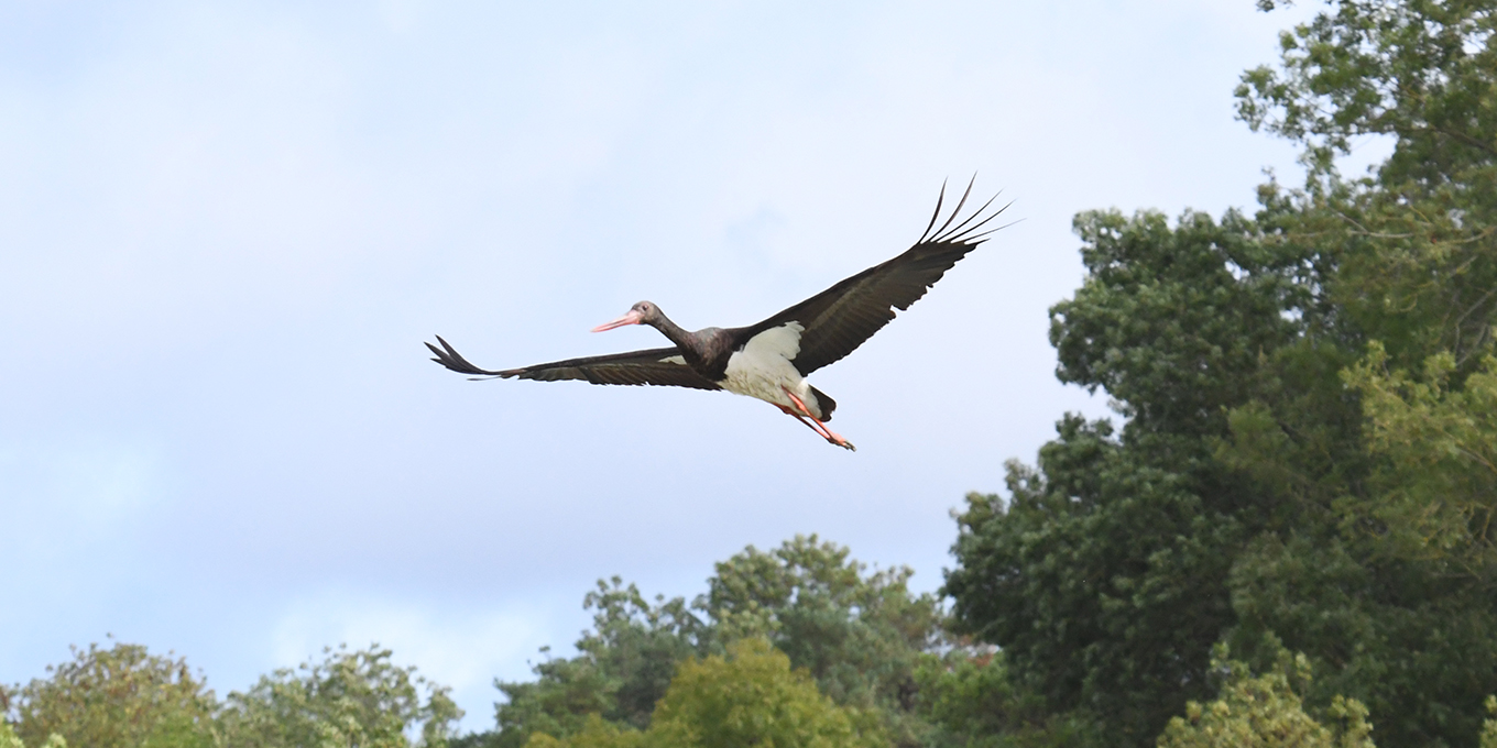 Cigognes et rapaces en migration